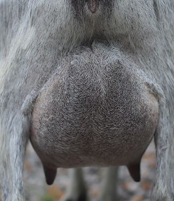Lesperance Steel Vengeance 
